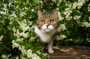 curious british shorthair cat under flowering tree in the garden curious british shorthair cat under flowering tree in the garden